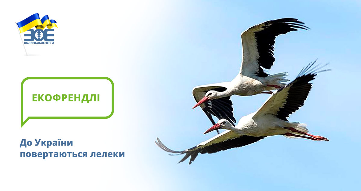 До України повертаються лелеки